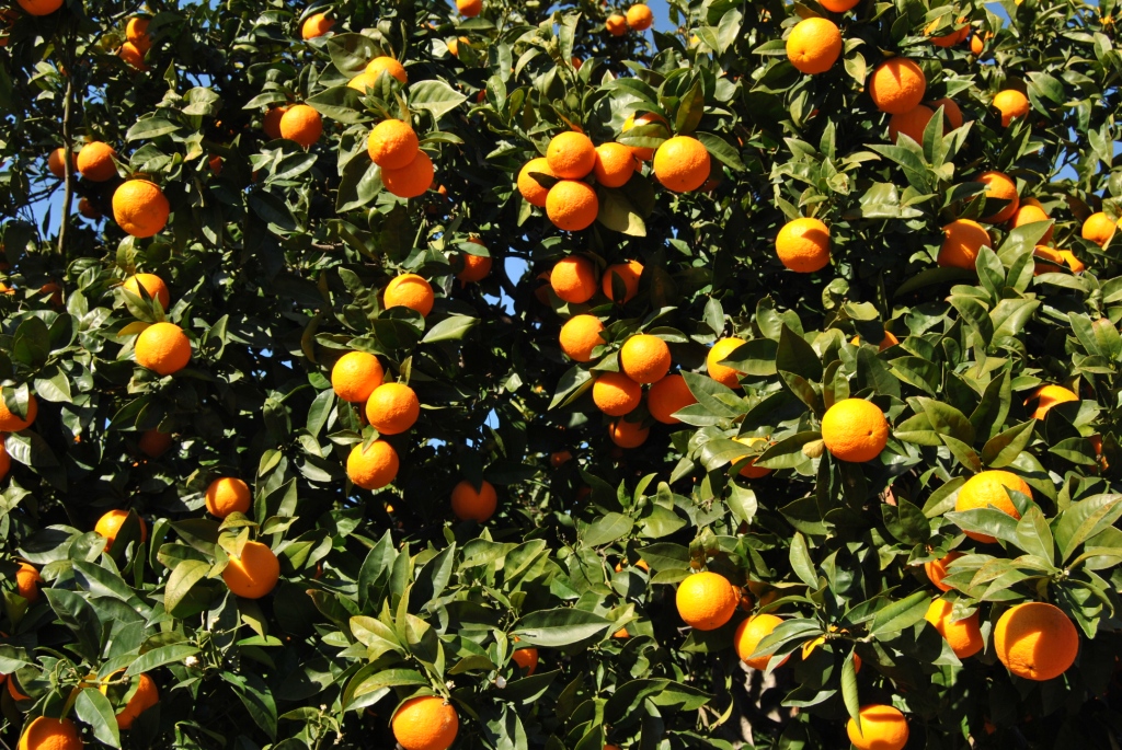 Naranjas del Valle