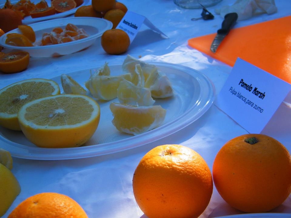 Cata citricos_La Naranja Orgánica