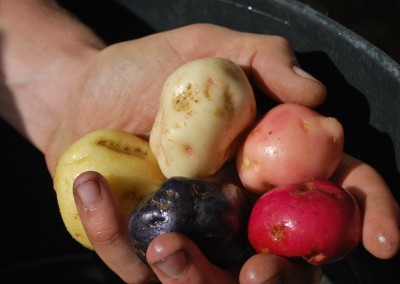 Variedades de patatas cultivadas en Sierra Nevada