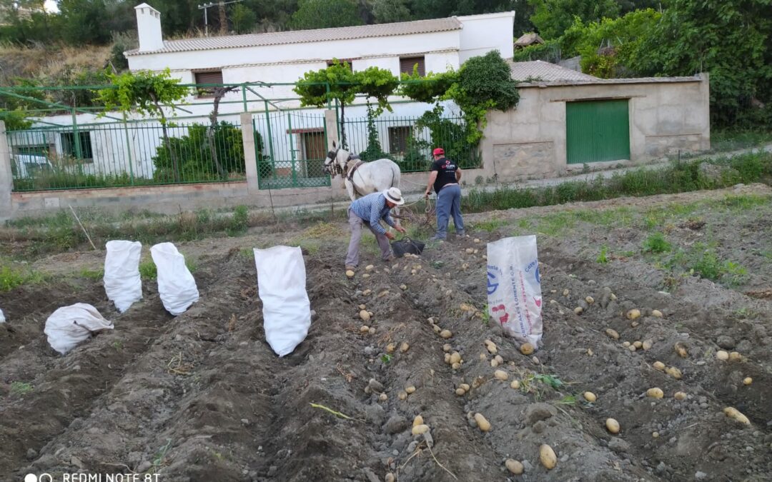 Patatas nuevas de Juan Antonio, cultivadas en Monachil (Granada) 🥔🥔🥔👨‍🌾
