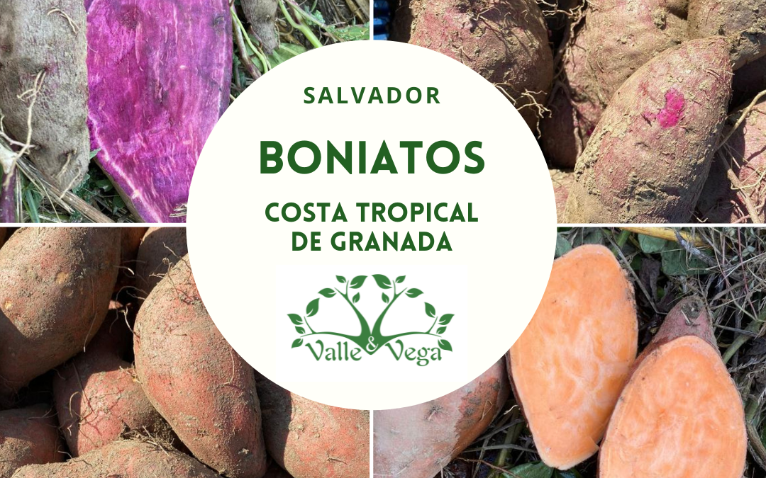 Recolección de boniatos octubre 2021. Productos ecológicos Valle y Vega. Salobreña (Granada) 🍠