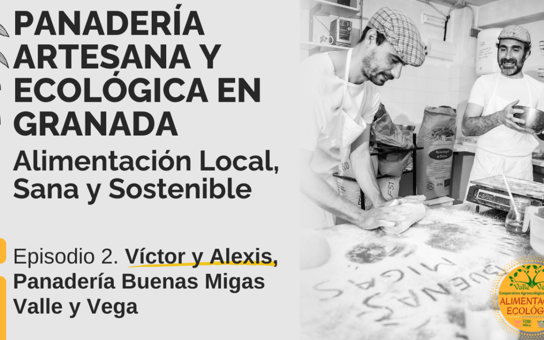 Panadería Artesana y Ecológica en Granada  Alimentación Sana y Sostenible. Panadería Buenas Migas, Valle y Vega. Ep 2