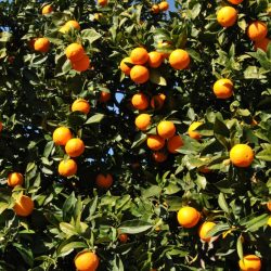 Naranjas del Valle