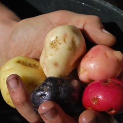 Variedades de patatas cultivadas en Sierra Nevada
